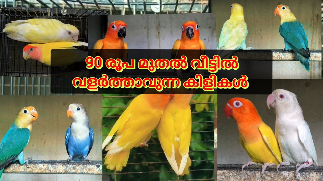 90/- രൂപ മുതൽ വീട്ടിൽ വളർത്താവുന്ന കിളികൾ