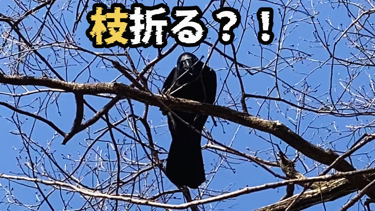 【珍映像】頭上で巣に使う枝を成型する賢いカラス 器用 営巣 知能 知恵 野鳥観察 野鳥動画 Smart crow nesting. behavior intelligence