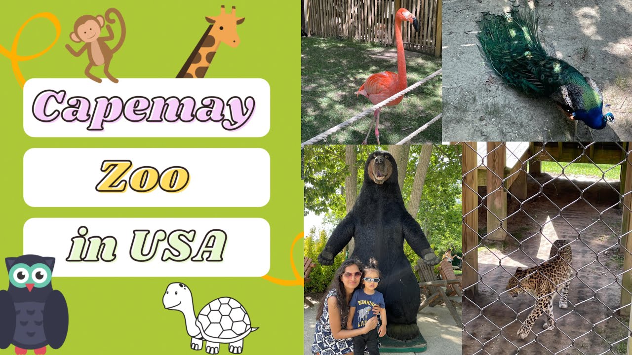 Cape may zoo tour 2021 | Many other activities to do here #hindivlog #zoo #lifeinamerica #usa
