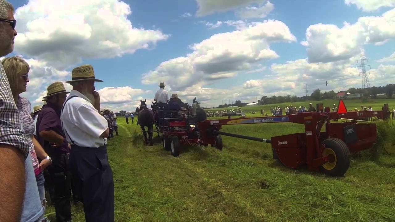 Horses Progress Days 2014