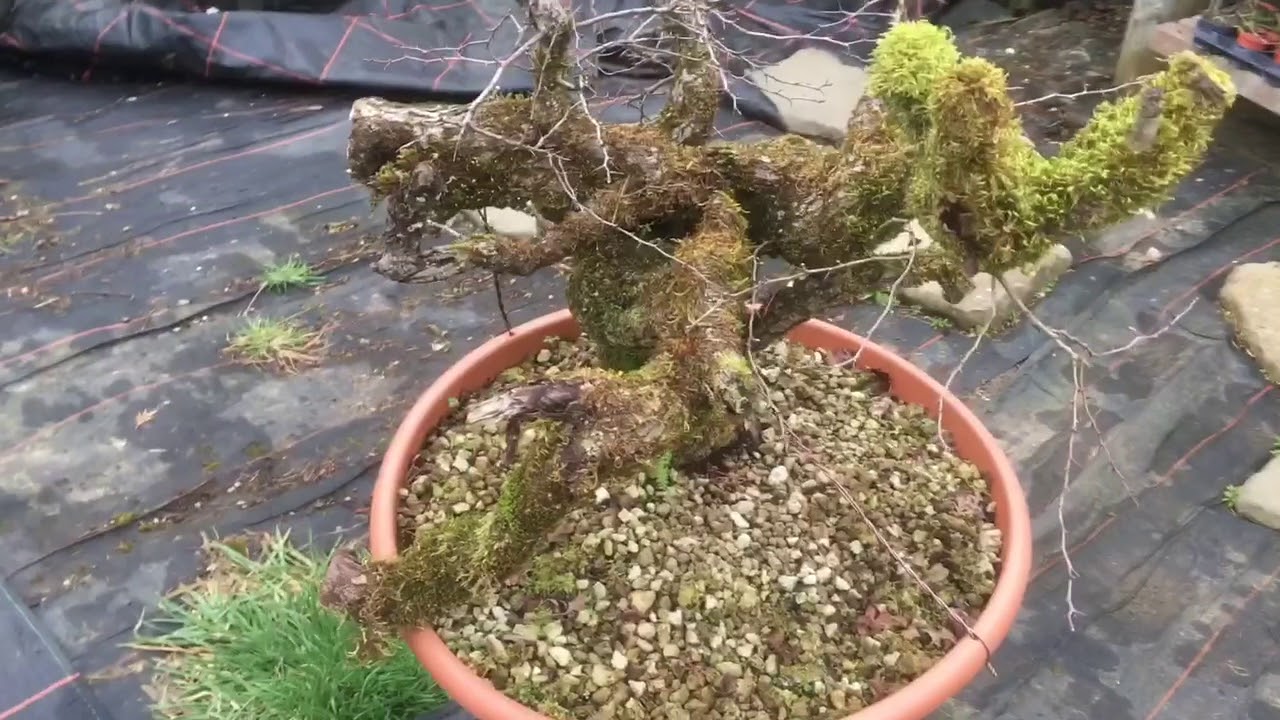 Hawthorn Yamadori Bonsai project, Swampy and the jet wash 2018 part 1