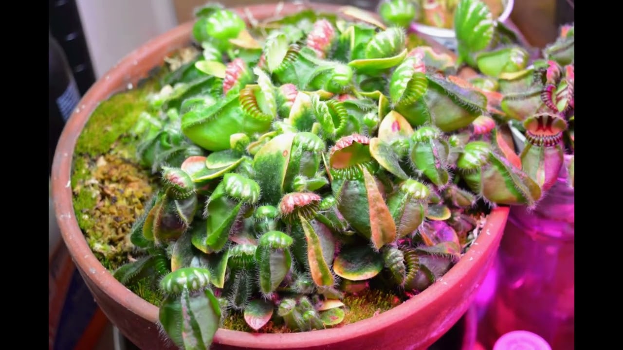 Cephalotus 'Bubble Giant' 87-day Timelapse - 2016