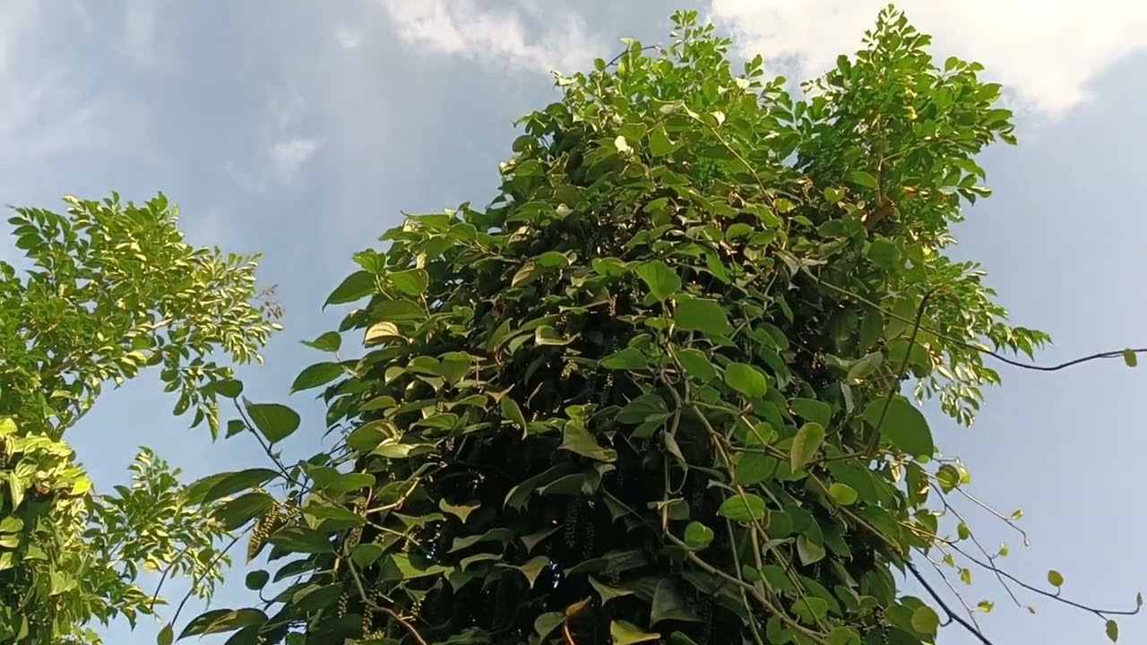 Tại sao các bạn bị thất bại trong việc canh tác cây Hồ Tiêu,Chia sẻ kinh nghiệm làm cây Hồ Tiêu.