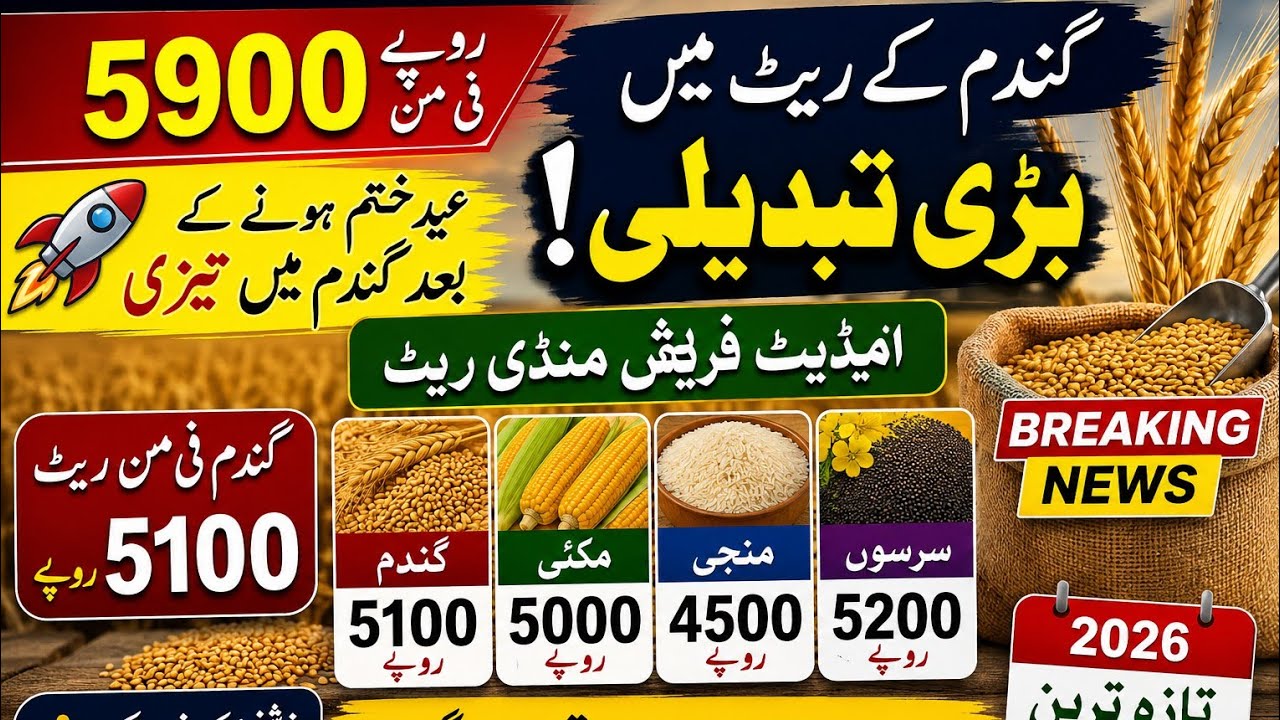 Latest Mandi Rates Today | Wheat, Makki and Sarson Prices