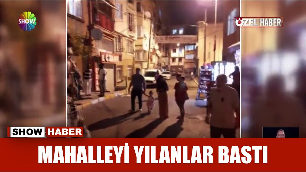 Mahalleyi yılanlar bastı