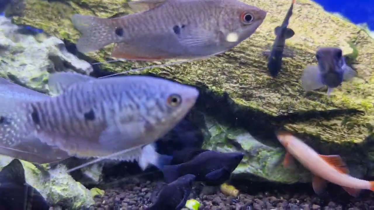 Fish Store Tour - Petworld XXL Somerset West