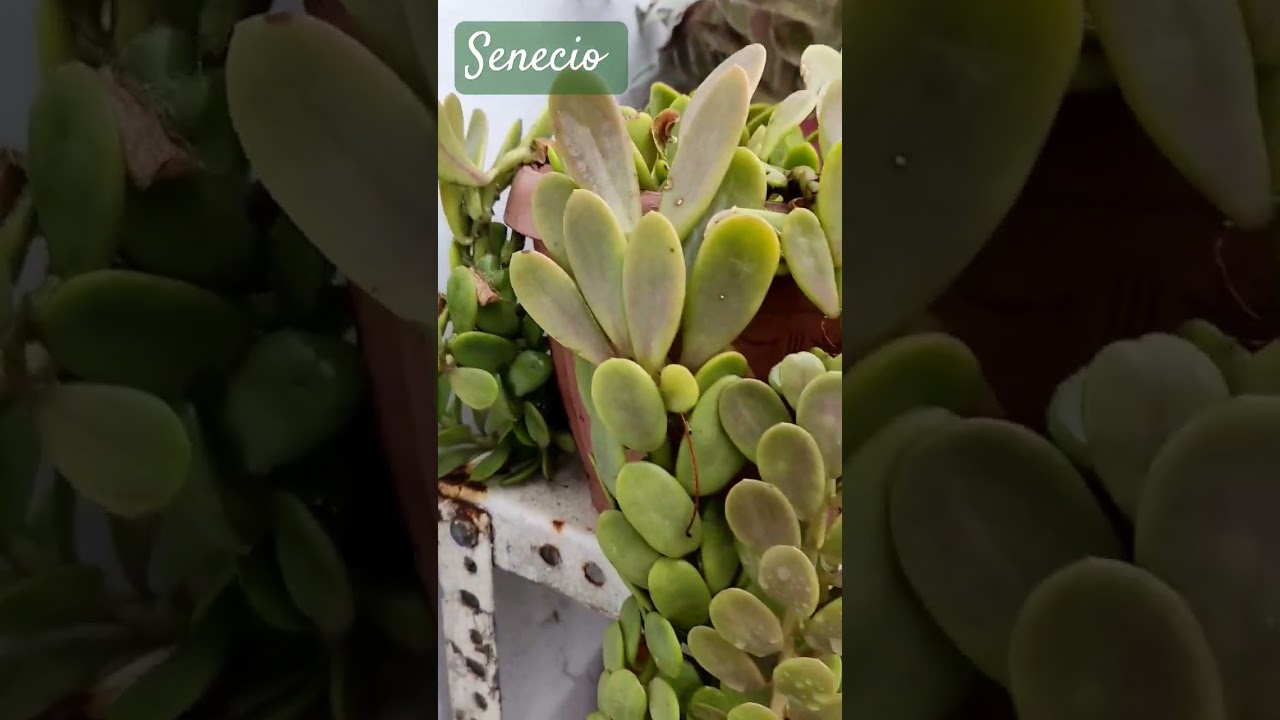 Senecio Jacobsenii💚💚💚💚💚💚💚💚💚💚💚💚💚💚💚💚💚💚💚💚