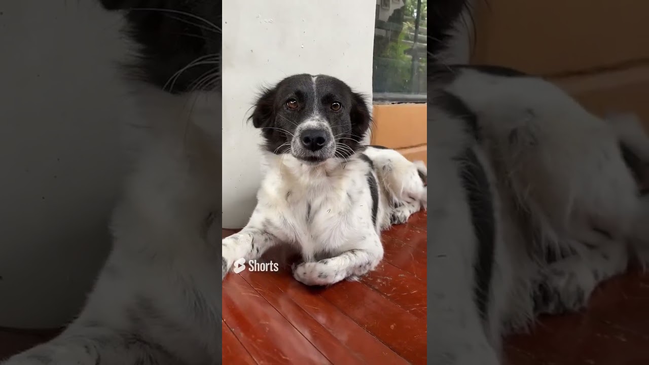 #Cute #puppy 🐶 #shorts #makemefamous #trend #fyp #viral #makemeviral #iscp #trendingnow #dog