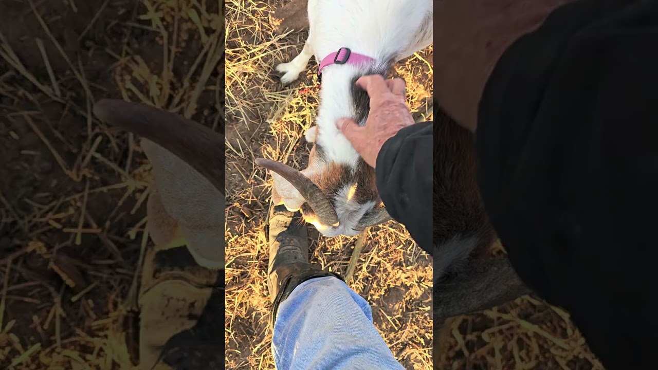 Goats: One week in. A taste of freedom. NEW Year's Day 2026.