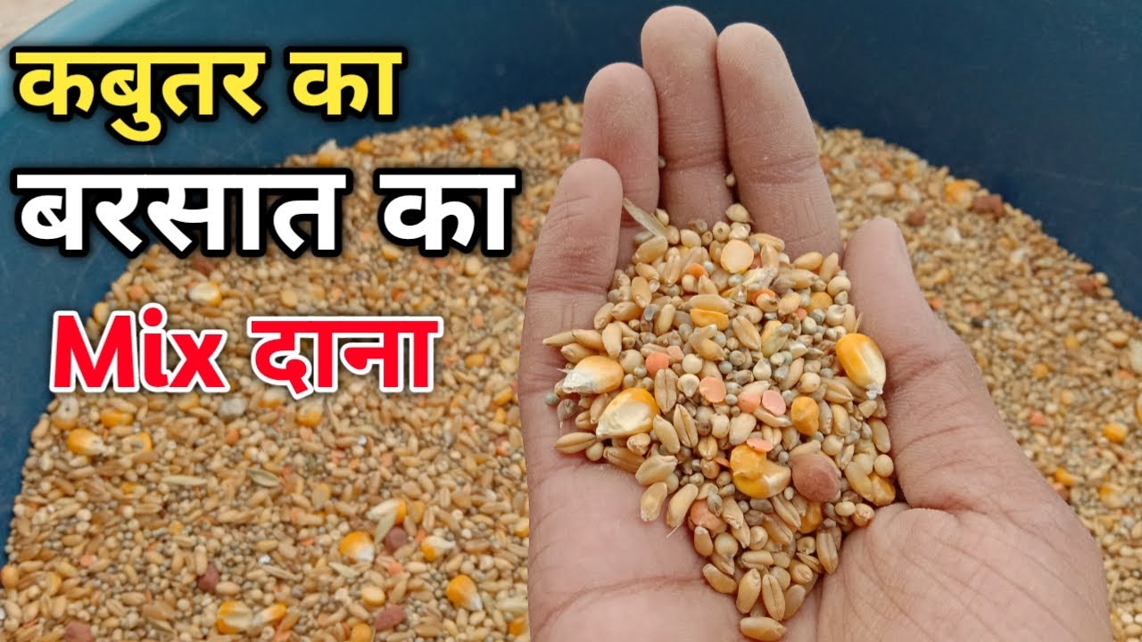 kabootar ko barsat main kya khilana chahiye | kabutar ka mix dana