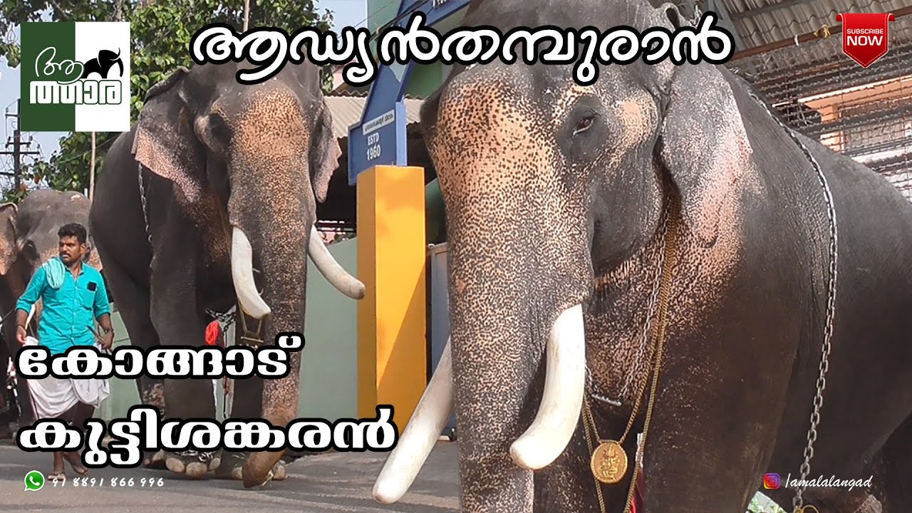 Kongad kuttisankaran|കോങ്ങാട് കുട്ടിശങ്കരൻ|aanatthaara|ആനത്താര