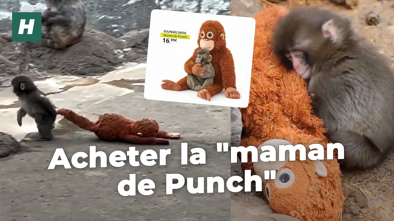 Avec le succès des vidéos de ce singe adorable d’un zoo japonais, Ikea a fait subtilement sa promo