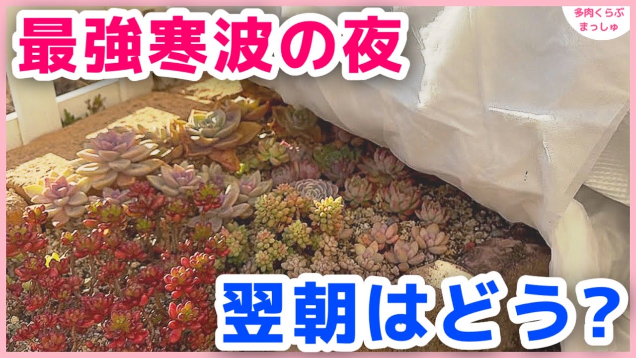 【多肉植物】最強寒波の翌朝どうだった？我が家の寒波対策と結果