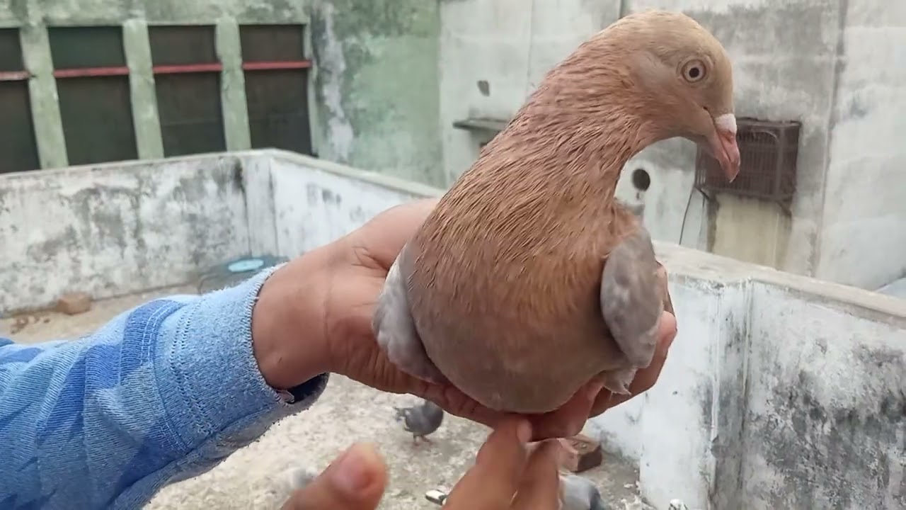 Aaj ka kabutar ka video | Aaj ka shauk 🥰❤️👿