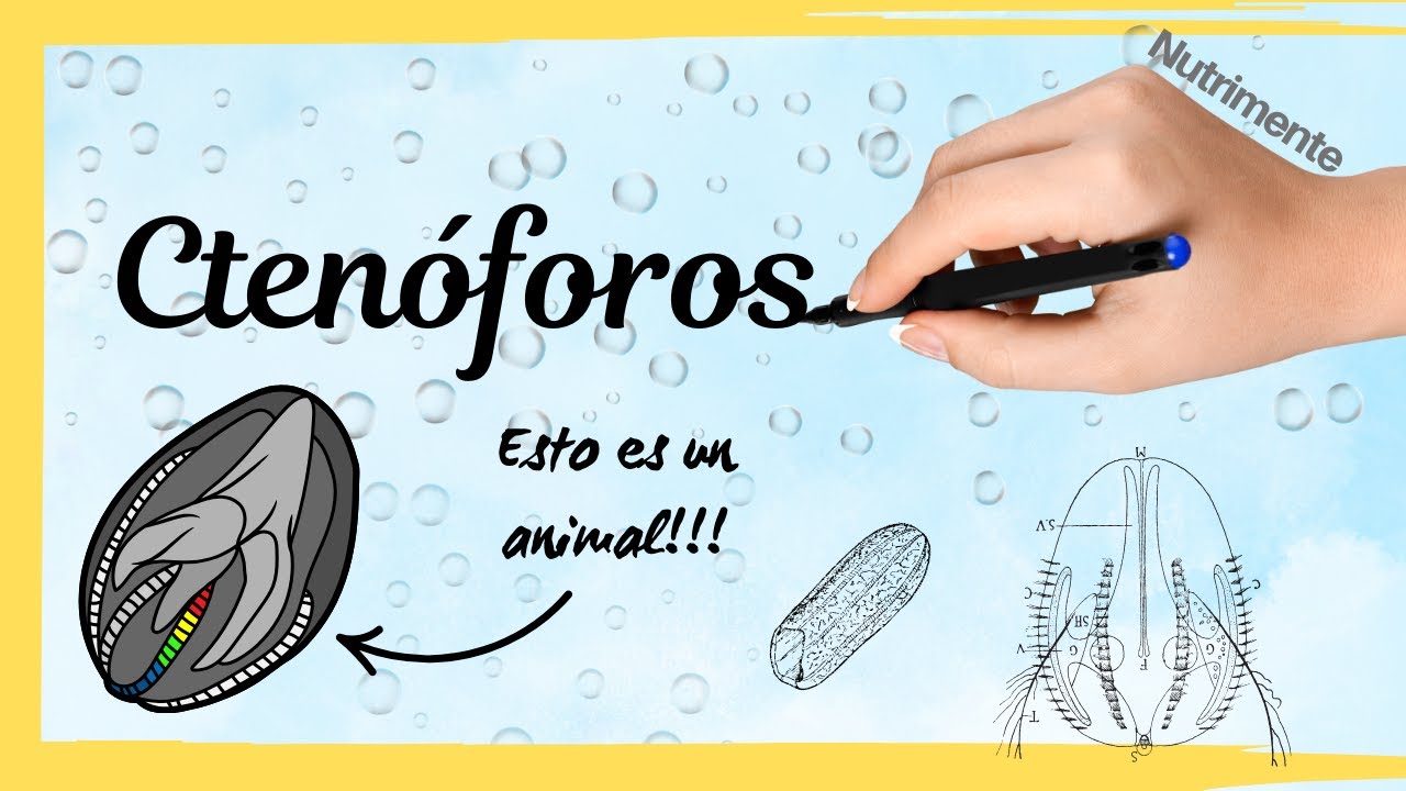 Filo Ctenóforos - Los fantasmas luminosos del océano