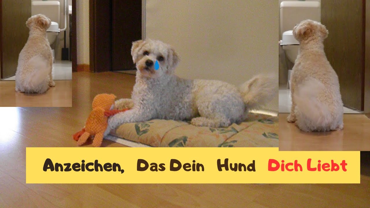 Seltsame Arten, wie dein Hund „Ich liebe dich“ sagt