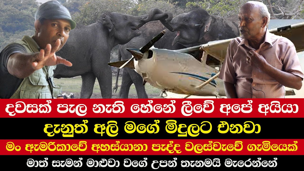 දවසක් පැල නැති හේනේ ලීවේ අපේ අයියා | දැනුත් අලි මගේ මිදුලට එනවා