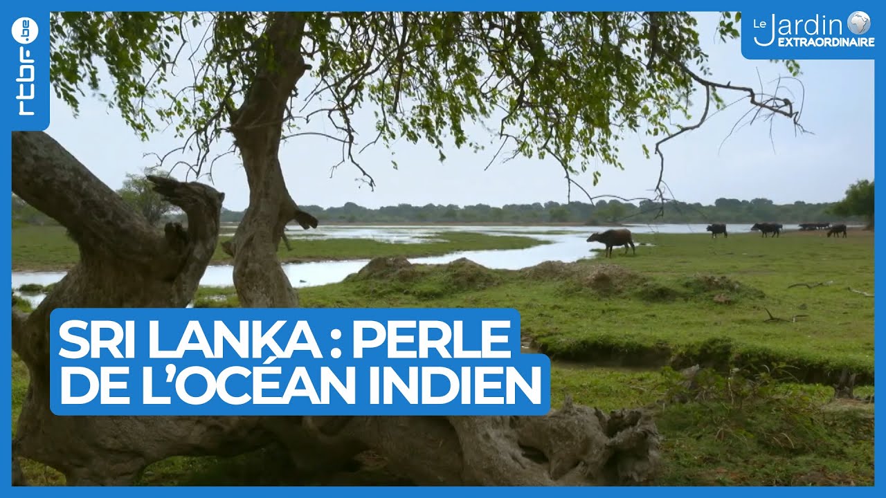 Sri Lanka : visite des plus beaux endroits - Le Jardin Extraordinaire