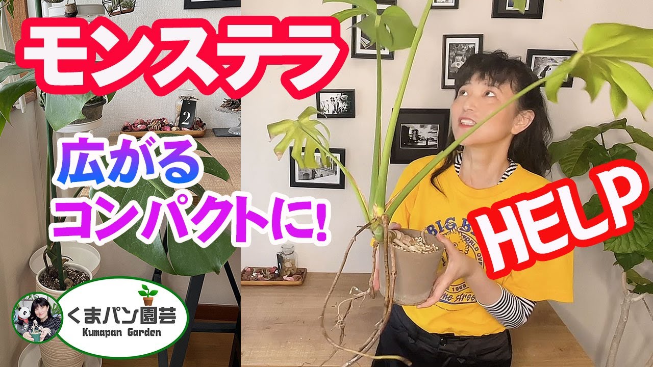 広がり続けるモンステラの対処【観葉植物】【くまパン園芸】