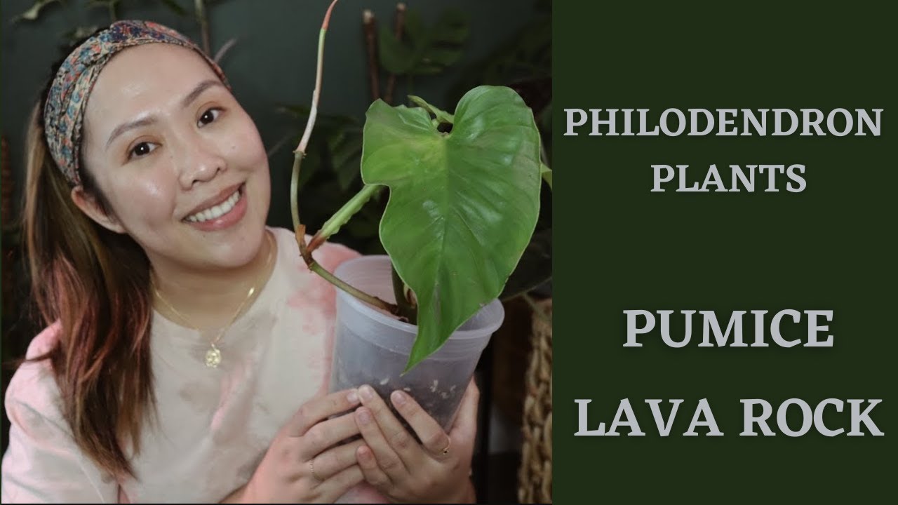 PHILODENDRON PLANTS in LAVA ROCK and PUMICE | One week after...