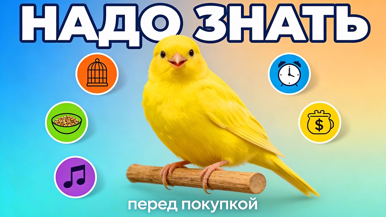 Правда о содержании КАНАРЕЕК. 20 важных фактов.