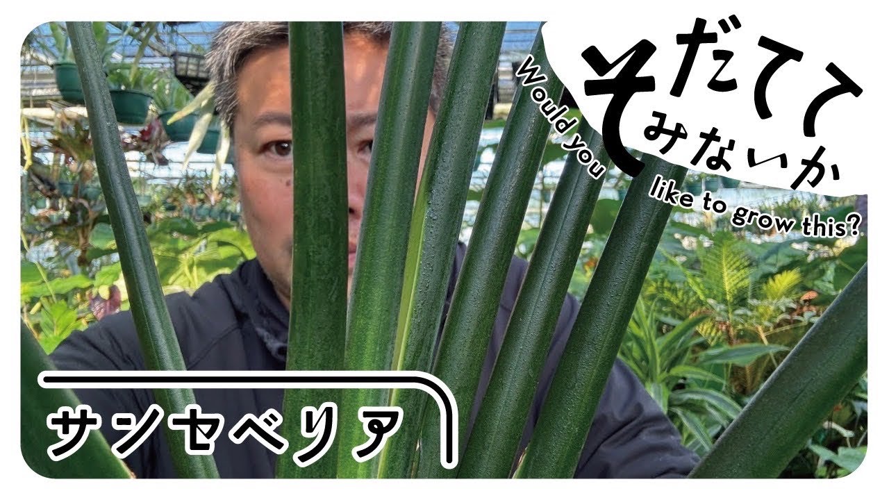 乾燥に強いアイツを育ててみないか⁉️ サンセベリア編