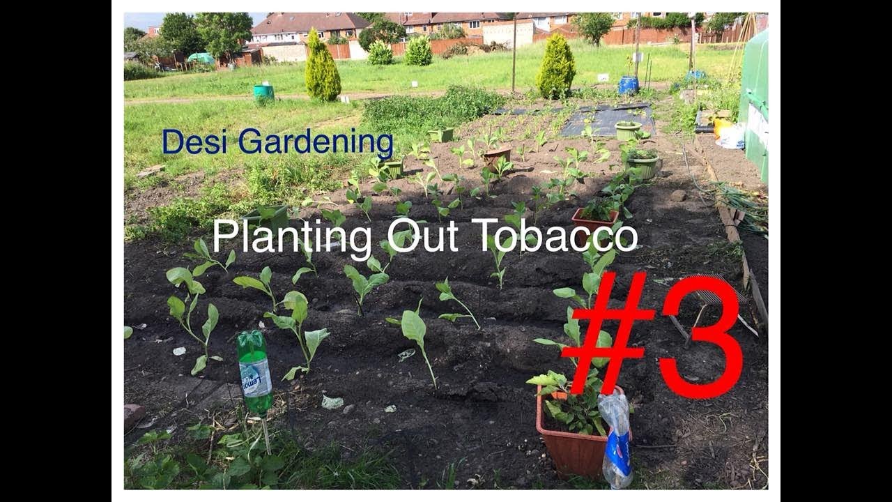 How To Grow Tobacco In UK #3