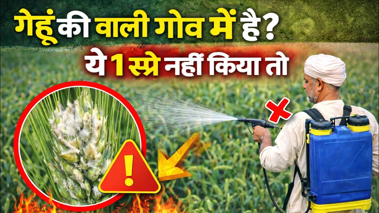 गेहूं की बाली गोव में है? ये 1 स्प्रे नहीं किया तो 30% नुकसान | Wheat Booting Stage Spray
