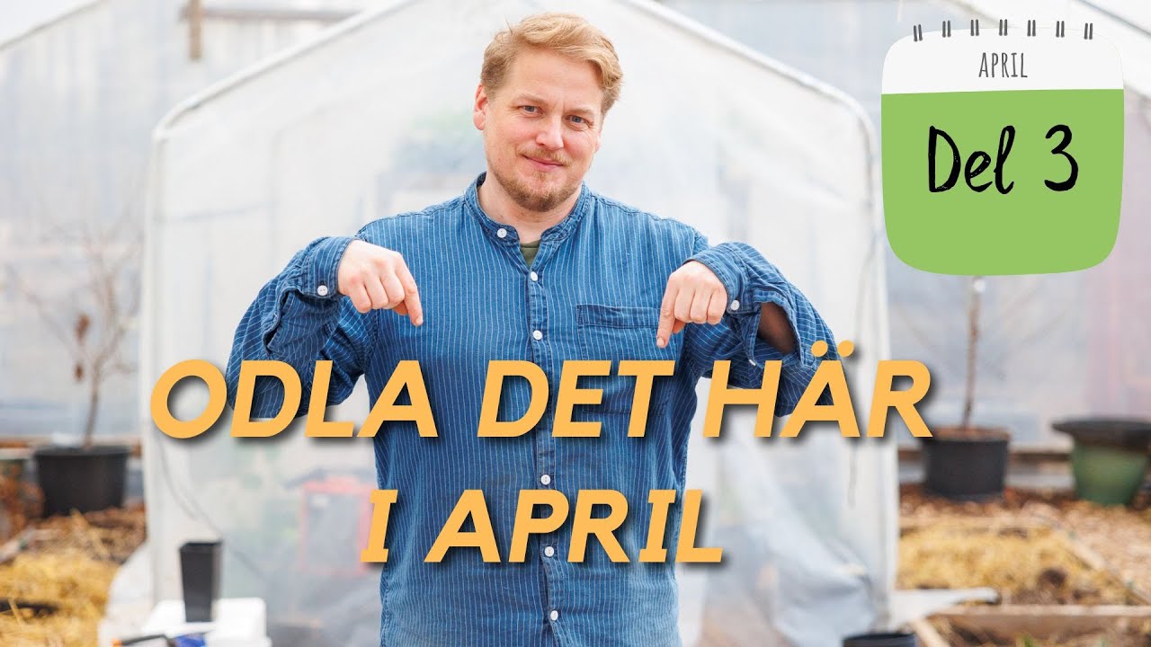 Odlingsglädje i april! Skörd, sådd & omskolning i tunnelväxthuset - Odlingskalender del 3: April