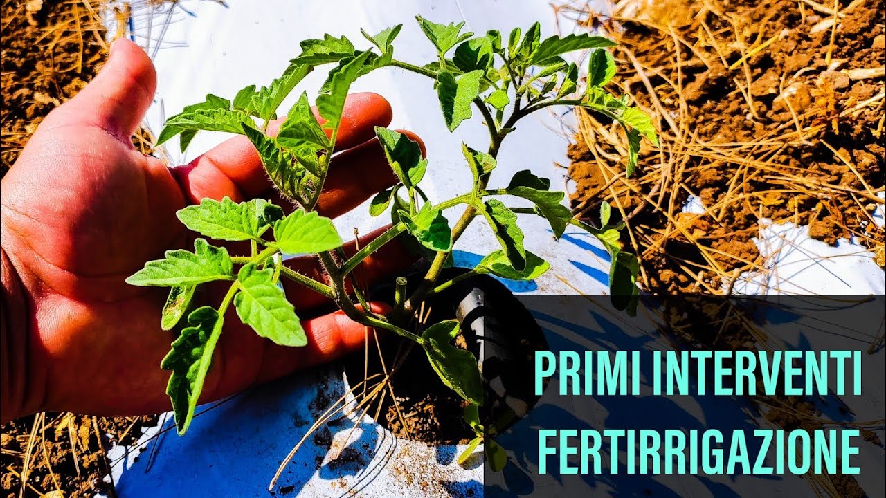 Prime Fertirrigazioni Pomodoro nell'Orto #7