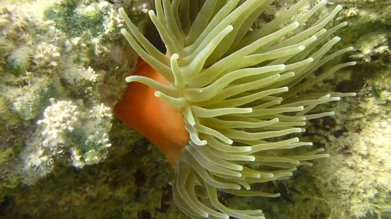 Schnorcheln am Hausriff vom Gran Bahia Principe El Portillo -Samana.Dominikanische Republik