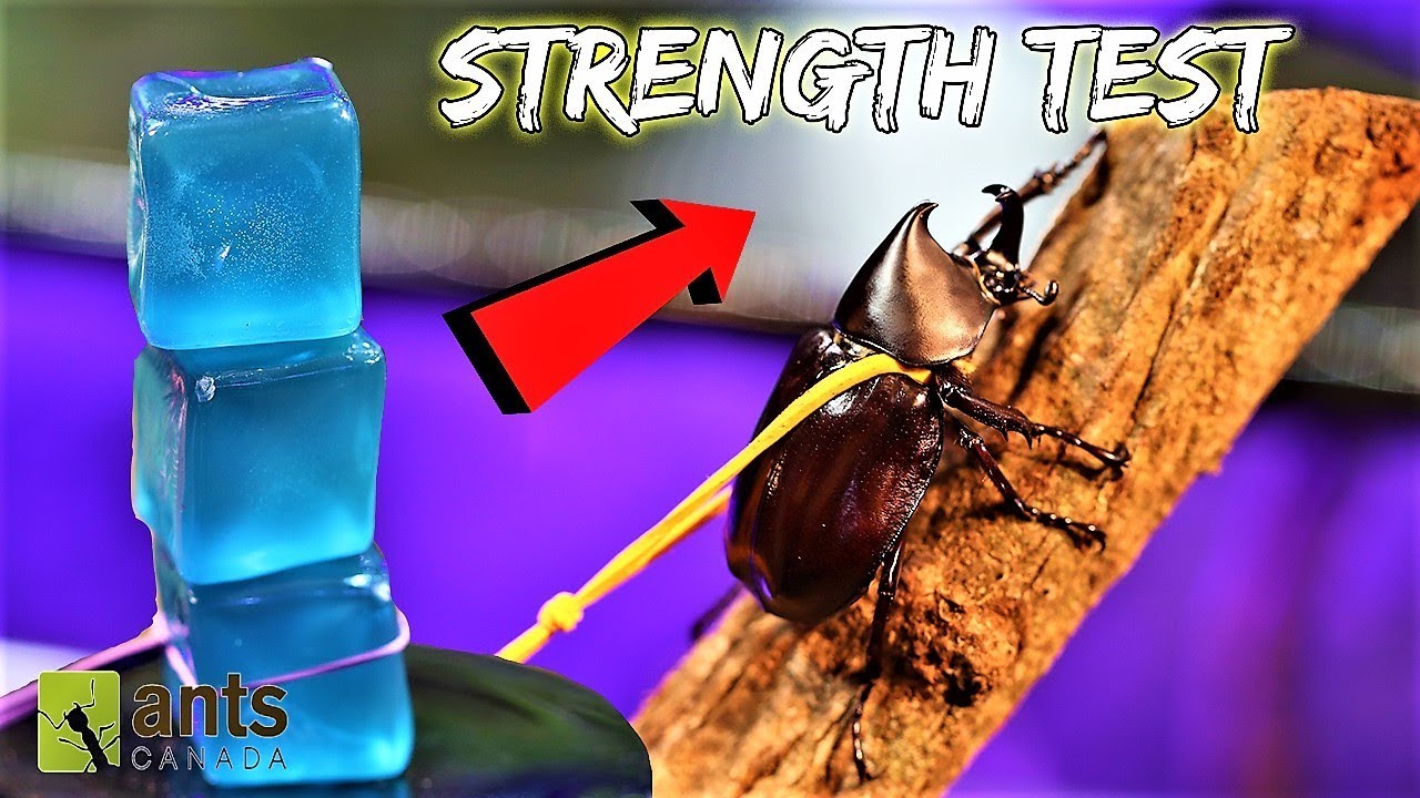 BEETLE STRENGTH TEST: The Rhino Beetle Games (Round Two)