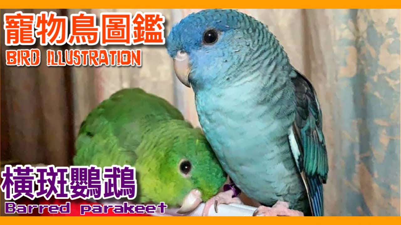 選擇橫斑鸚鵡只要抓對這4點！barred parakeet illustration【鸚鵡小木屋】【寵物鳥圖鑑Ep13】
