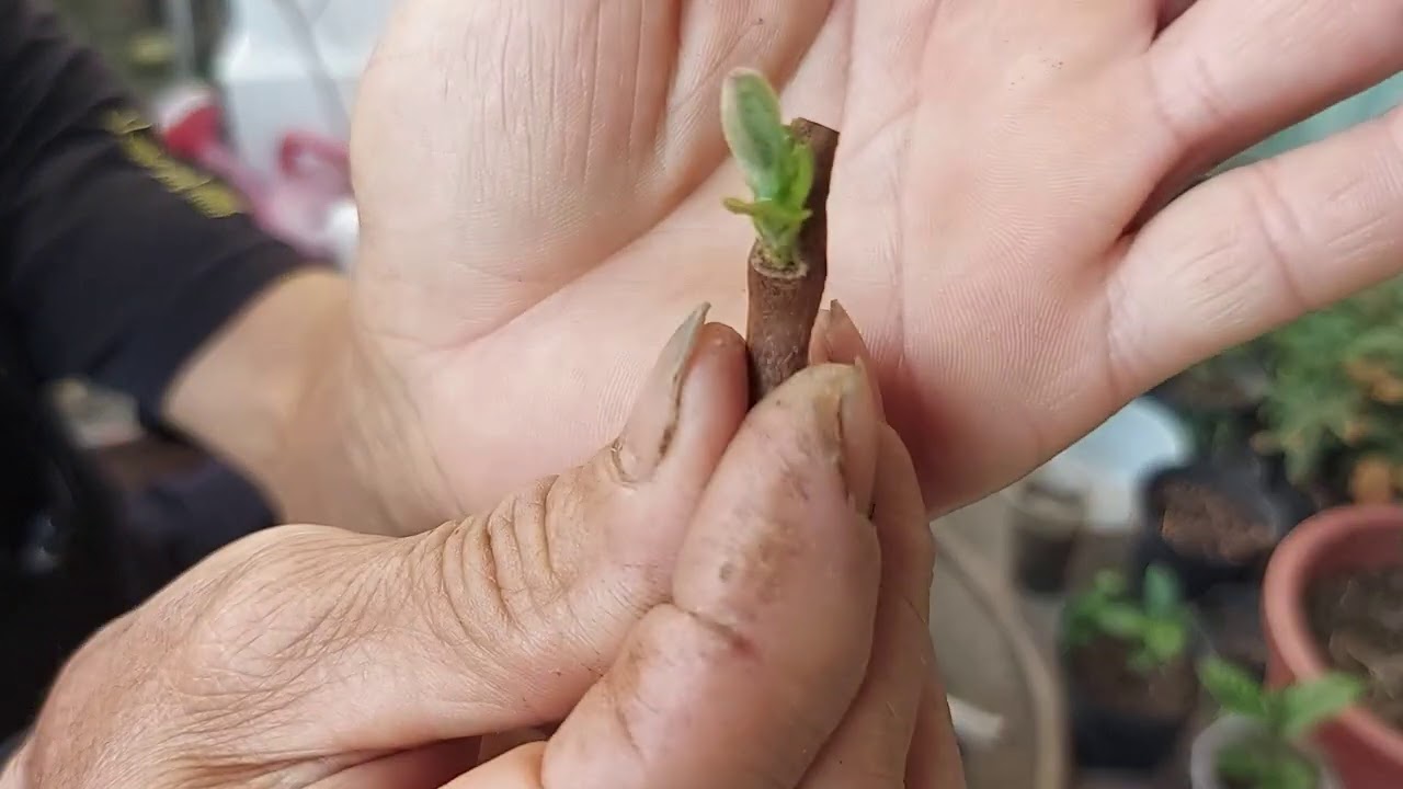 珍珠芭樂嫁接，芽接，現在接很快過。
