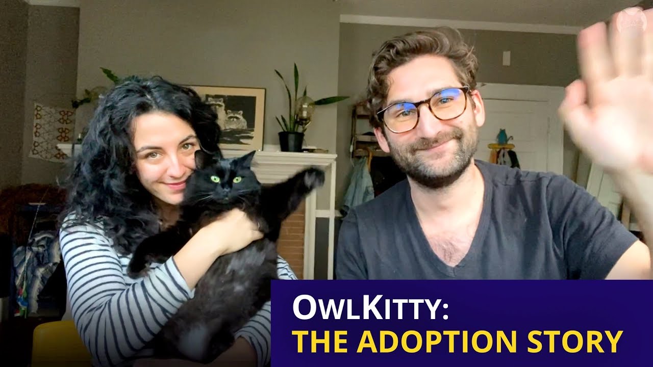 OwlKitty: История усыновления