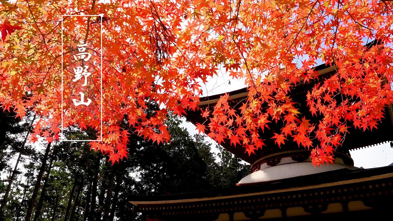 Mount Kōya in Autumn 2022, World Heritage site. 秋の高野山,#世界遺産 #高野山 #koyasan