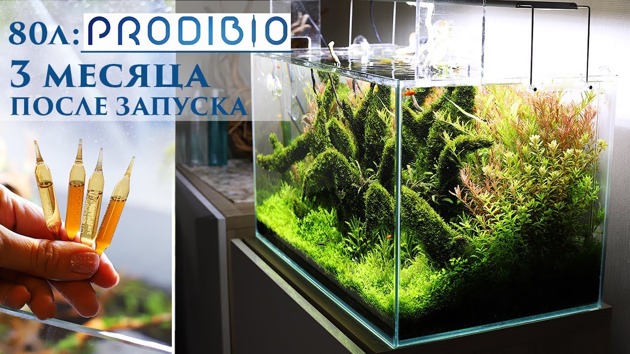 Prodibio: 3 месяца с запуска. Обзор аквариума. Мои впечатления.
