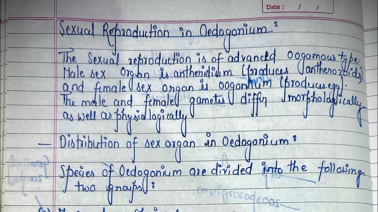 Sexual Reproduction in Oedogonium with Handwritten notes 