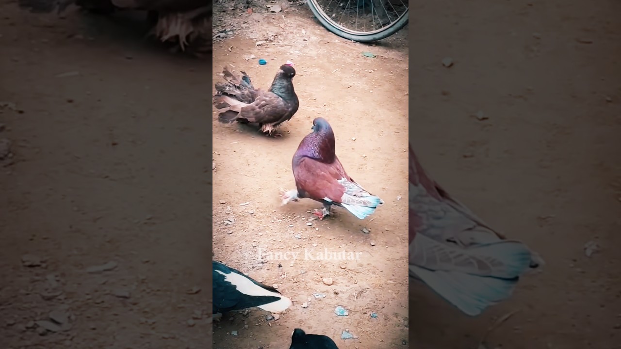 🔥😱😈#trending #shots #shortsfeed #pets#pigeon #kabutar #birds #kabootar #bird #status #shortsfeed