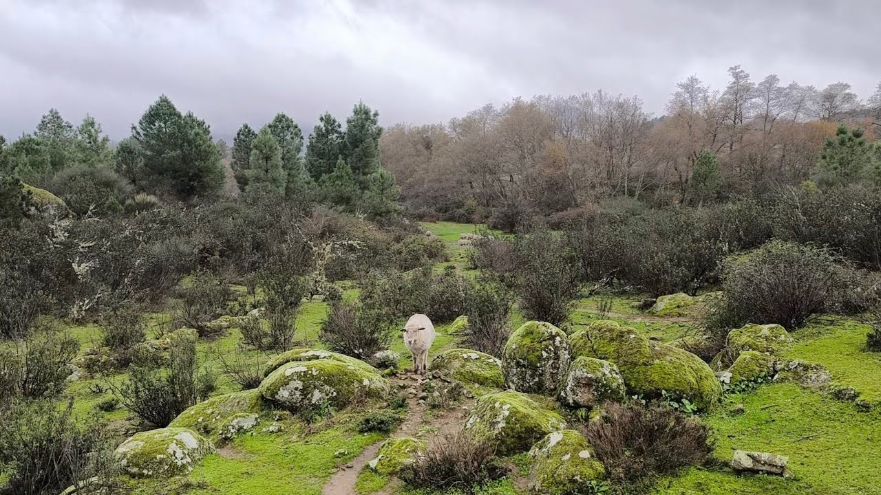 Mucha agua, y el carnero piti como siempre a la carrera