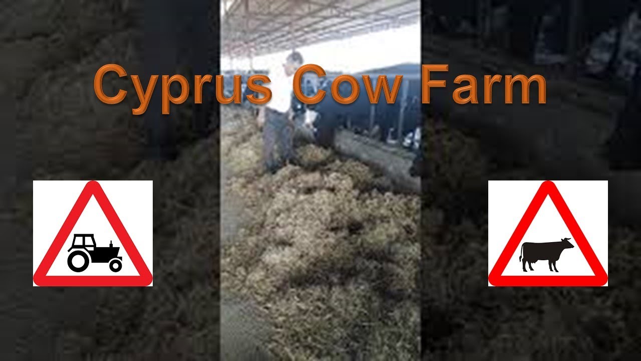 Cyprus | Cow Farm Video 6 | #shorts #cyprus #cowfarm #cowfarming #farming