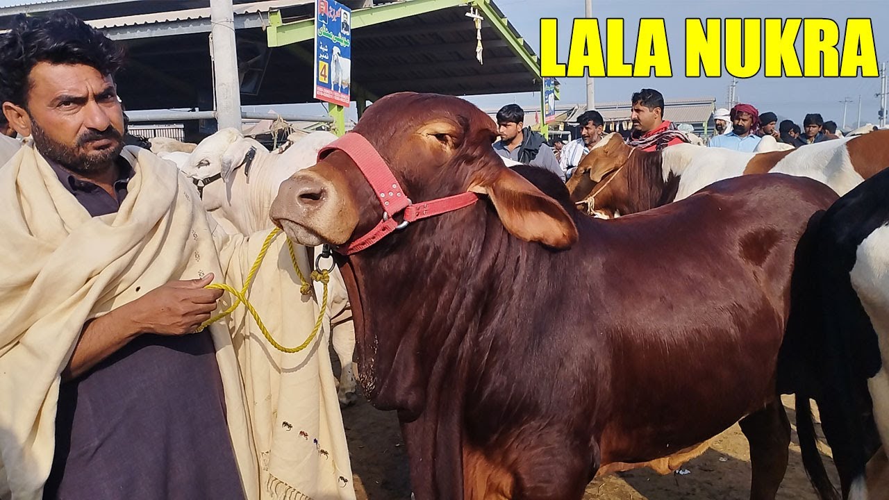 Multan Janwar Mandi | Khubsurat Bachray & Lal Nukray | Best Cattle 2025 | Mandi Kay Rang