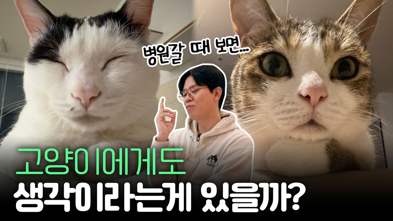 고양이 머릿속을 알 수 있는 테스트