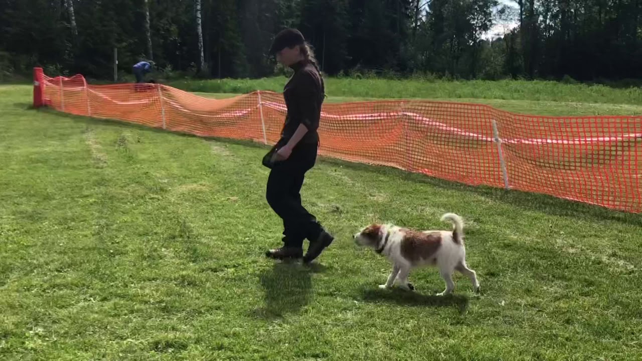 Jack - Detbut i Kreativ Lydighet Rekruttklasse, 1. plass