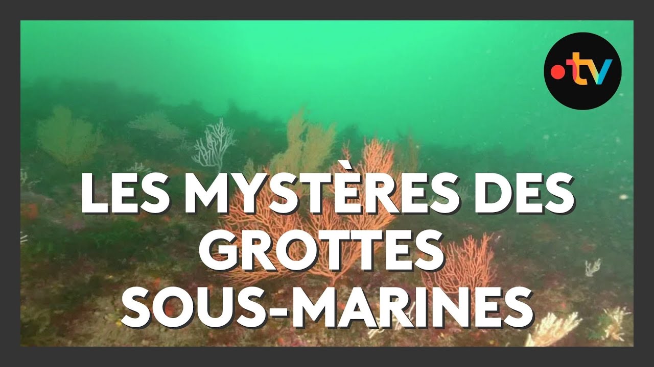 Grottes sous-marines du Pays basque : un tr&eacute;sor de biodiversit&eacute; &agrave; d&eacute;couvrir