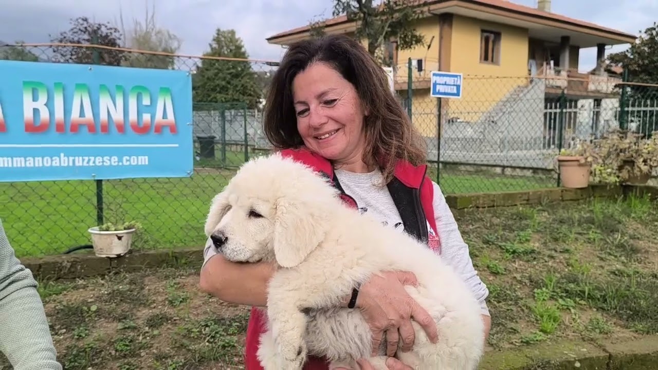 CASTELLAMONTE - Il pastore maremmano Virna è campione d'Europa