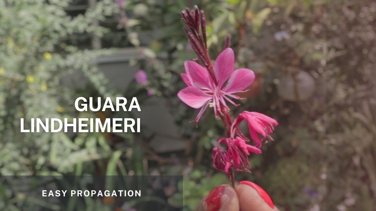Gaura Lindheimeri - Easy propagation through stem and root cuttings and from the tap root.
