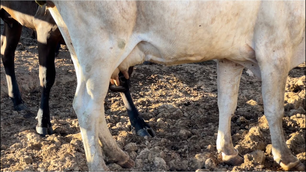 FOMOS TIRAR LEITE E A VACA ESTAVA MAMANDO NA OUTRA/ tive q reposta o vídeo acabei excluindo s querer