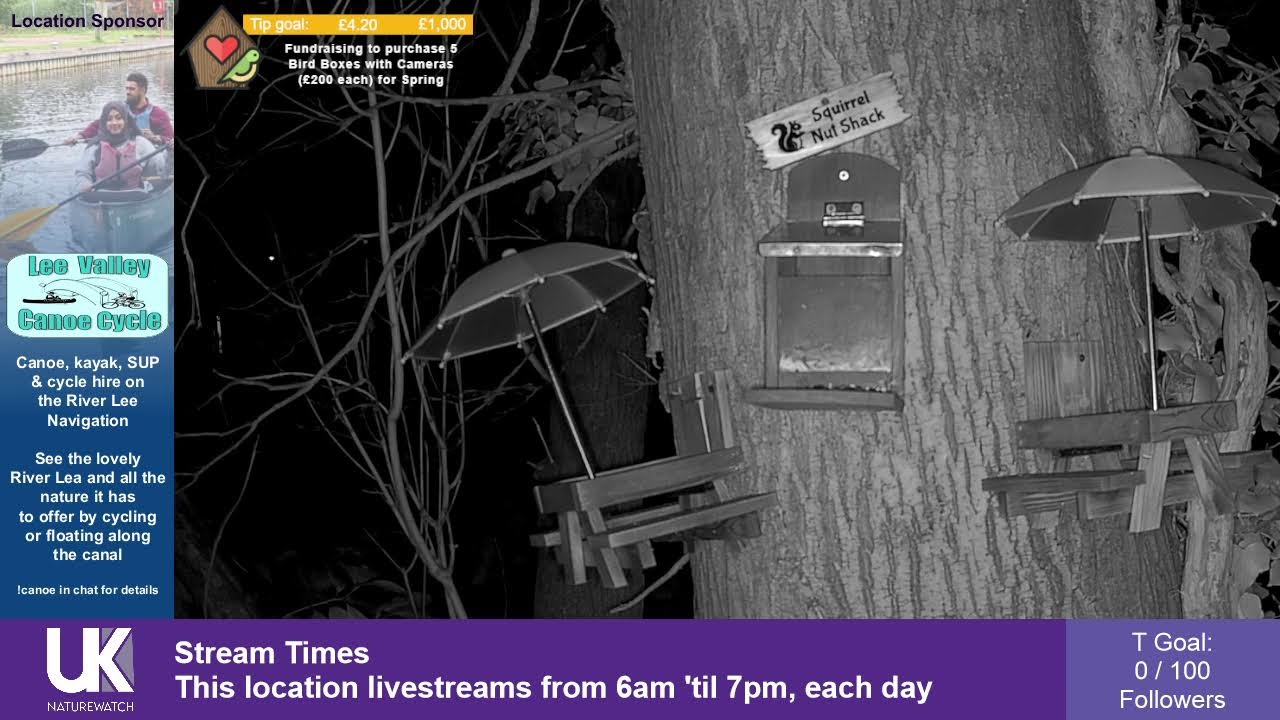 🔴 LIVE: Bird Feeder Buffet 🐦 Broxbourne Riverside Chalets | UK NatureWatch
