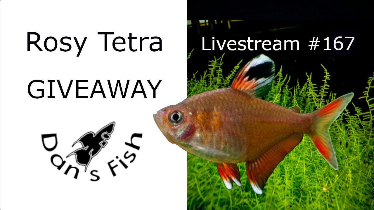 Rosy Tetra Giveaway - Livestream #167